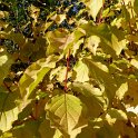Cornus sanguinea 'Winter Flame' feuillage automne P18